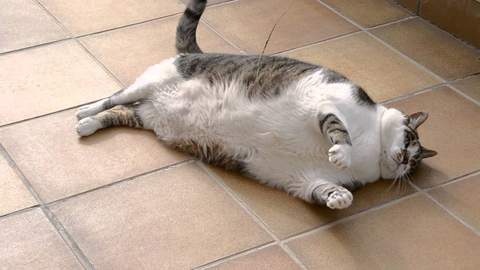 Как Понять Что У Кошки Лишний Вес