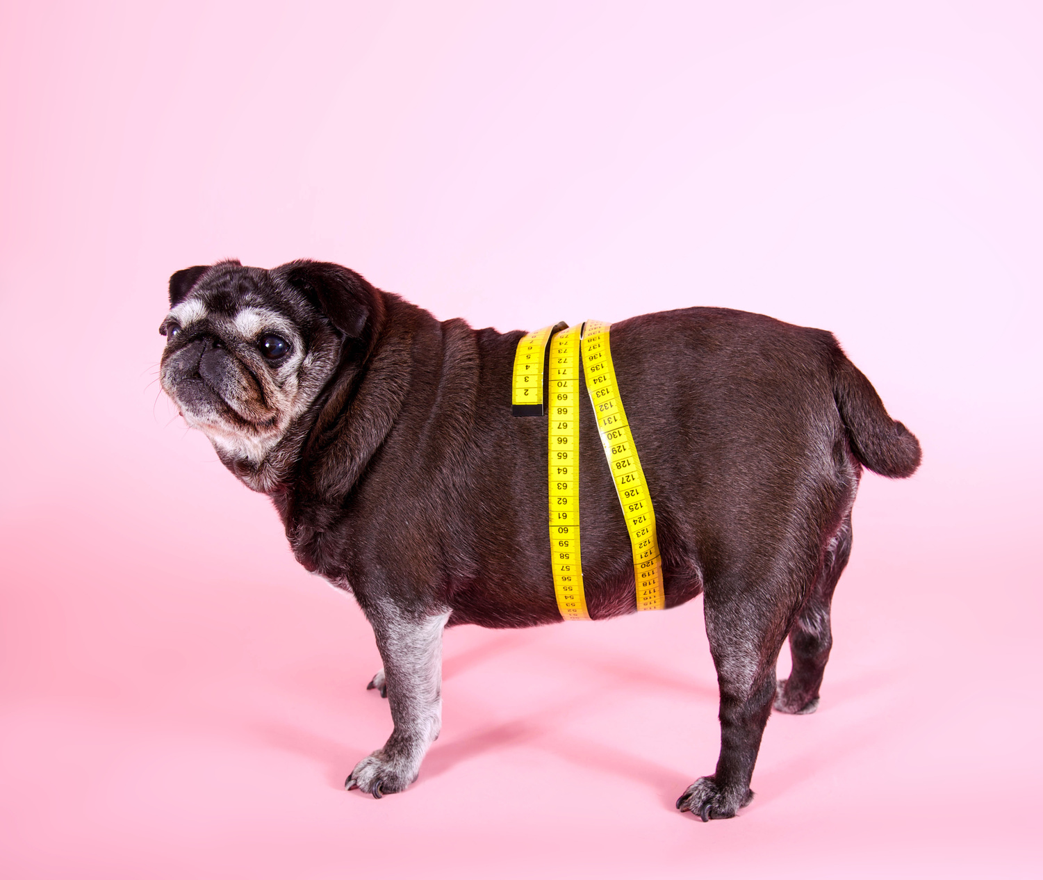 Как Понять Что У Собаки Лишний Вес