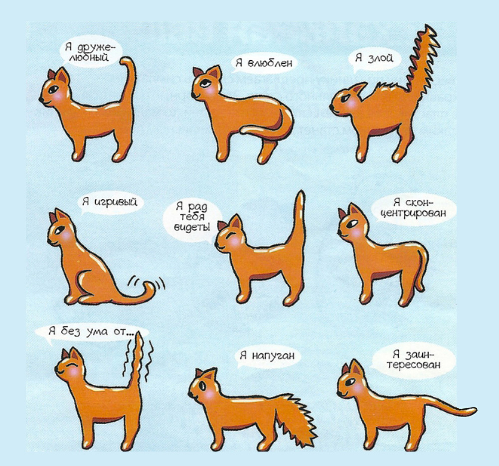 Как Научить Кошку Делать Куни