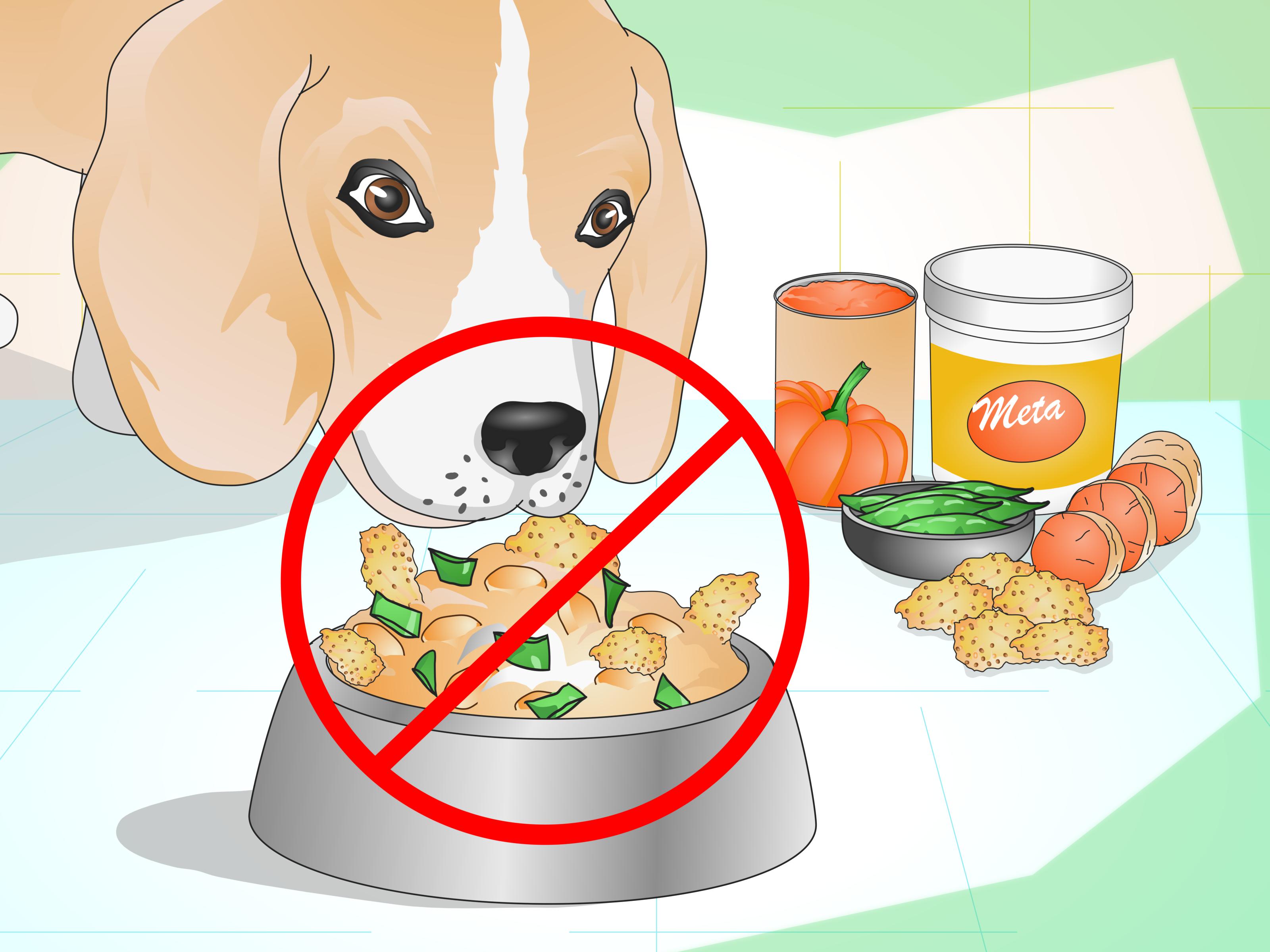 Правильное Питание Для Собак