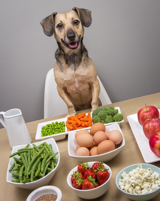 Правильное Натуральное Питание Для Собак