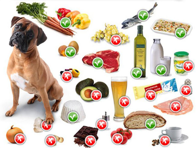 Правильное Питание Для Собак