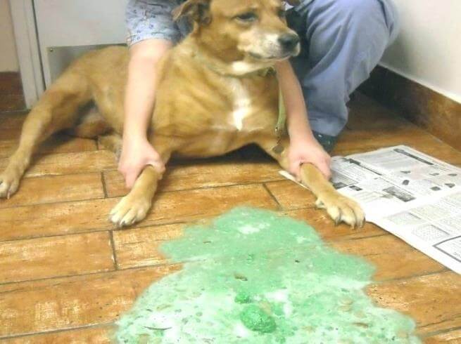 Диета Собаки После Отравления