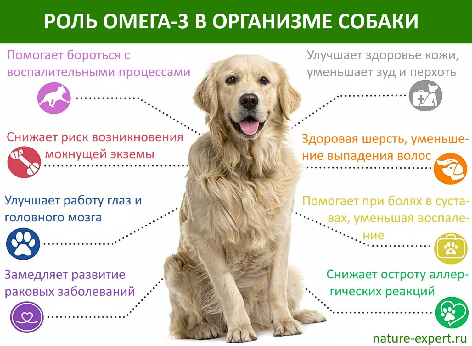 Диета Для Собак Инструкция