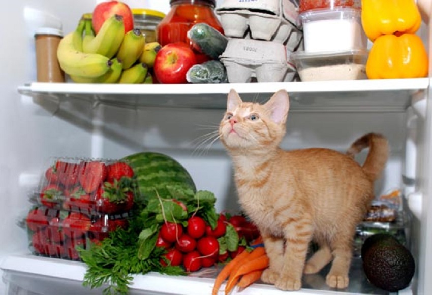 Правильное Питание Для Кота В Домашних Условиях