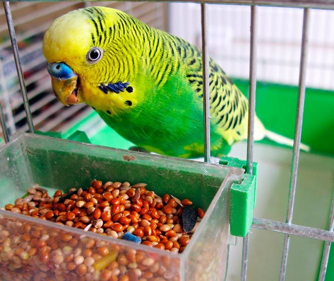 Питание волнистого попугая
