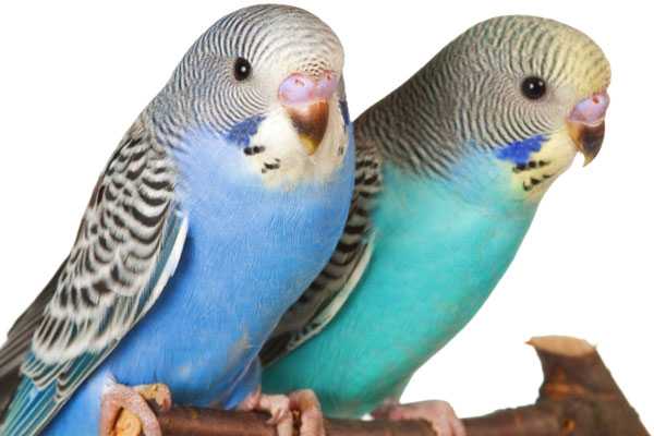 два молодых волнистых попугая сидят на ветке