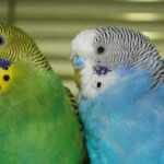 самец и самка попугаев