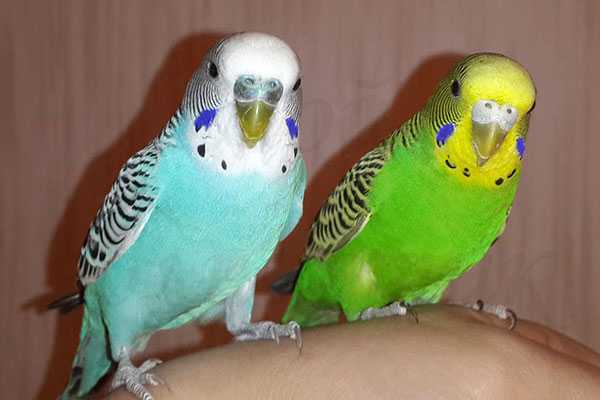 парочка любопытных волнистых попугаев