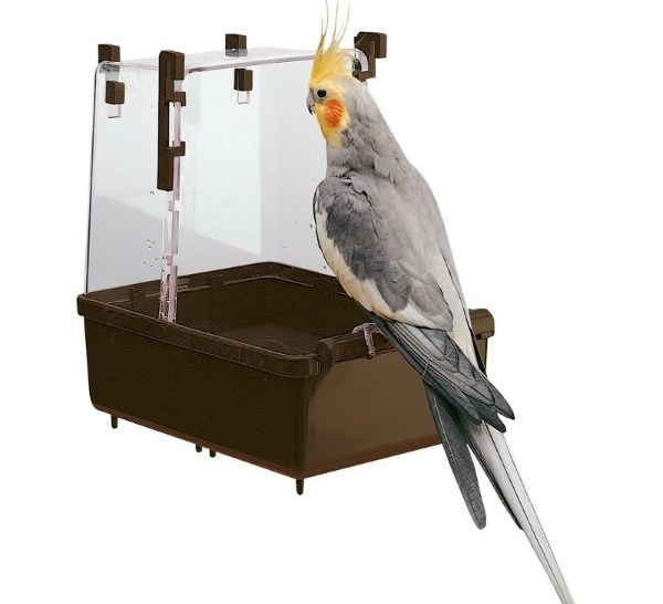 сколько живут попугаи корелла в домашних условиях