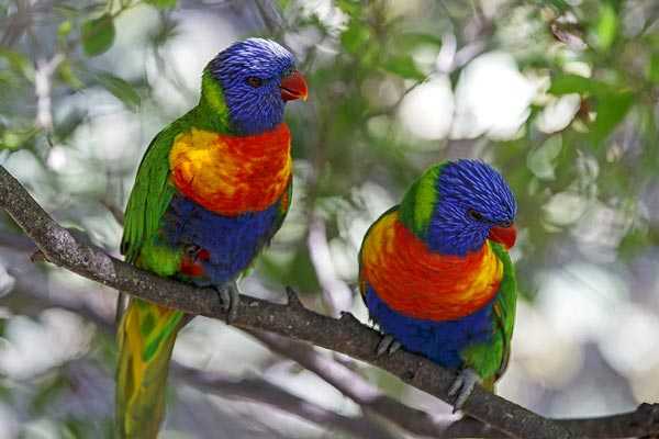 лориевые попугаи яркие как радуга