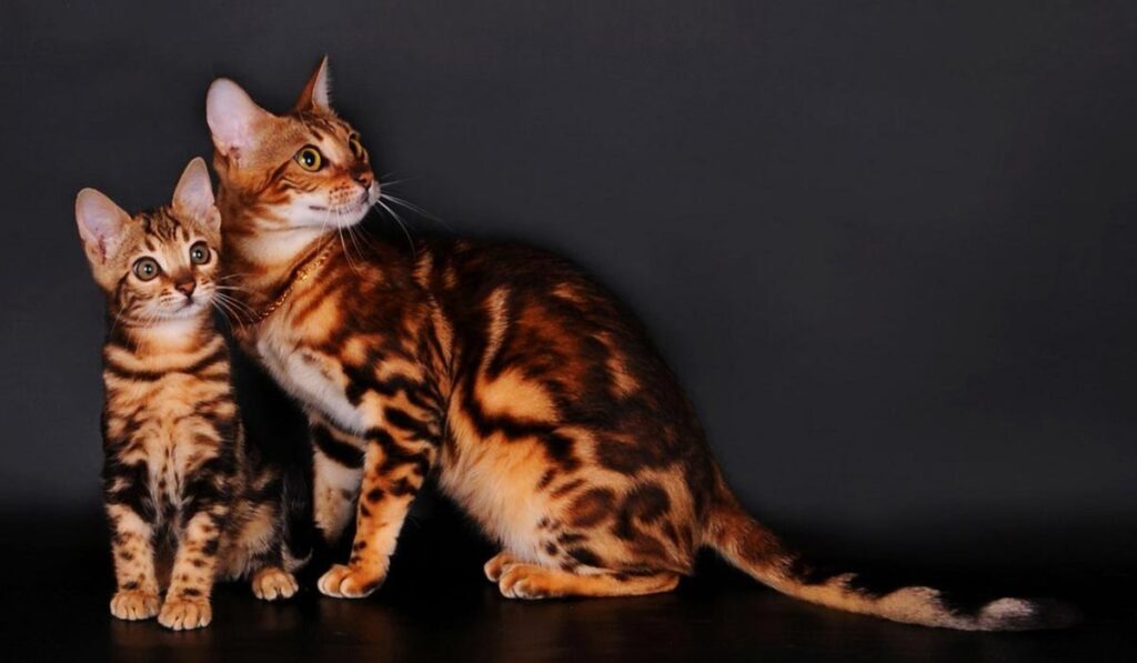 Бенгальская кошка с котенком