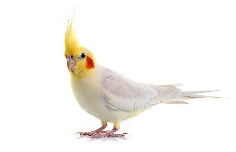 Белый попугай корелла