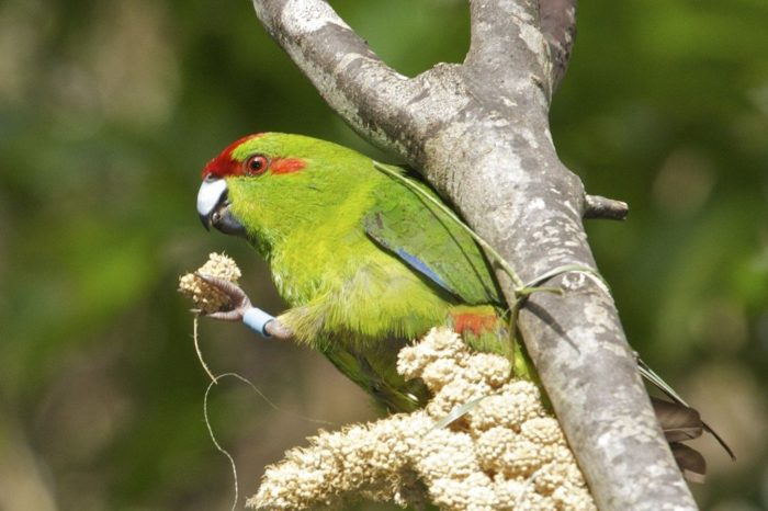Чем кормить новозеландского попугая