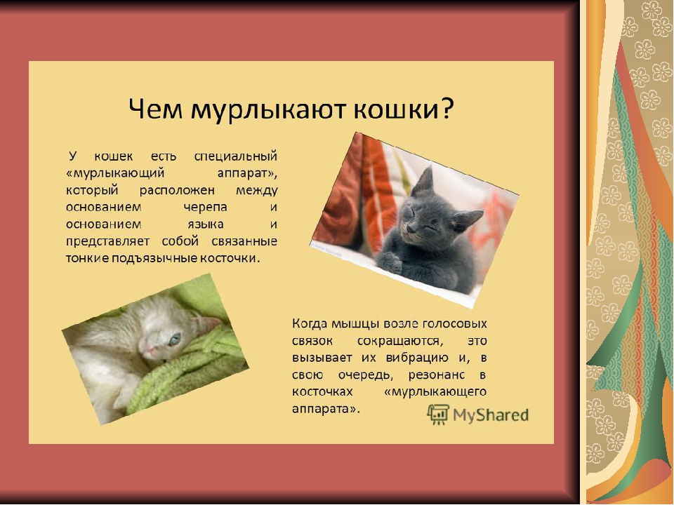Как и почему кошки мурлыкают