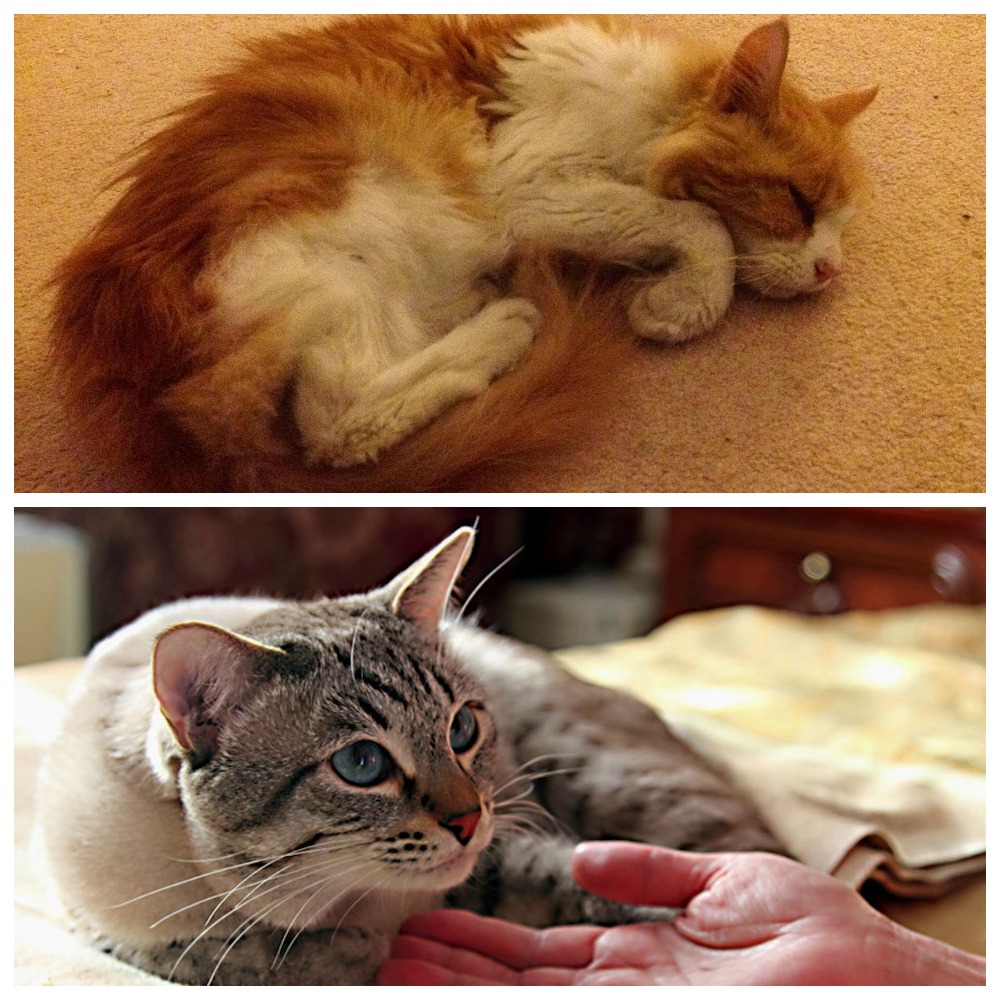 Панкреатит у кошек: симптомы и лечение