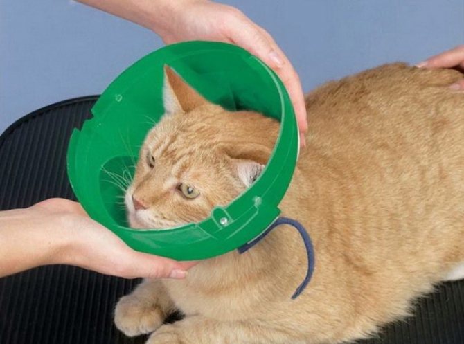 Защитный воротник для кошки: средство барьерной терапии