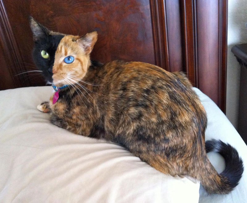 Кошки и коты — самые популярные животные?