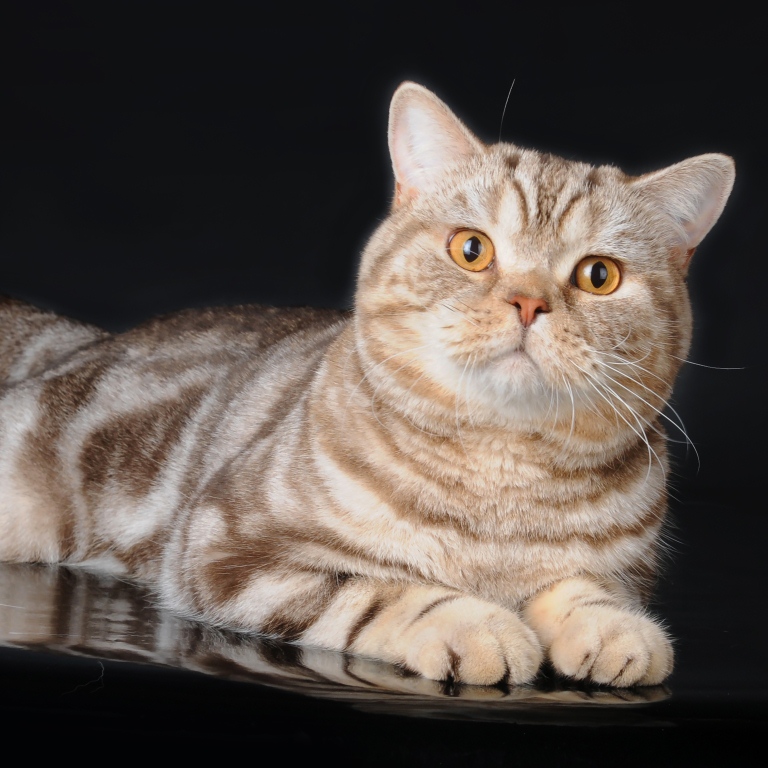 Мраморная кошка