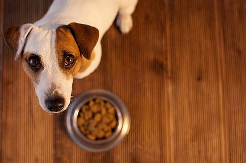 Собаку рвет после еды непереваренной пищей