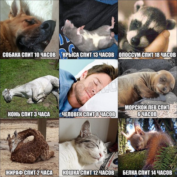 Сколько собаки спят часов в сутки