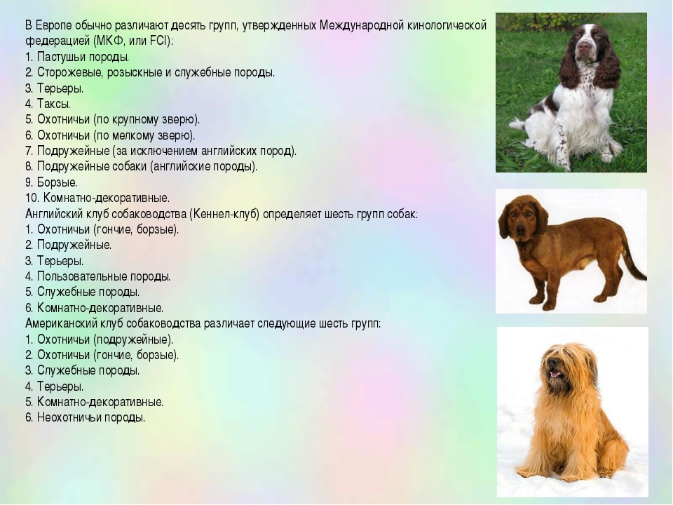 Классификация пород собак по МКФ и другим организациям