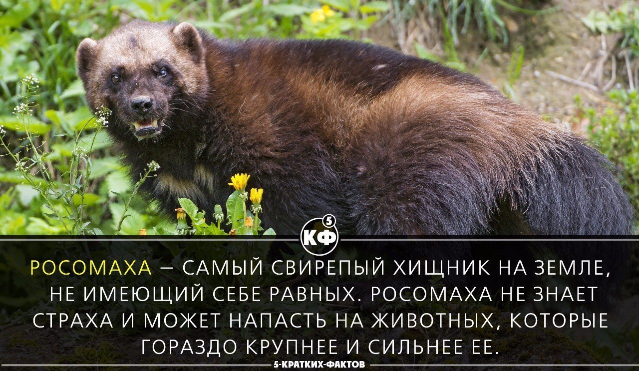 Как живут росомахи: 7 интересных фактов о храбрых хищниках