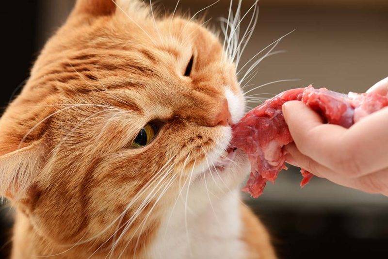 Японские ученые доказали: кошки понимают человеческую речь