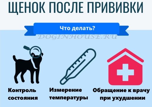 Можно ли мыть собаку после прививки: через сколько разрешается