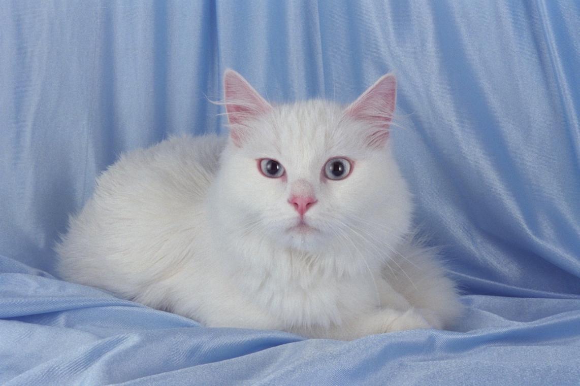 Белая кошка с голубыми глазами: примеры названия пород