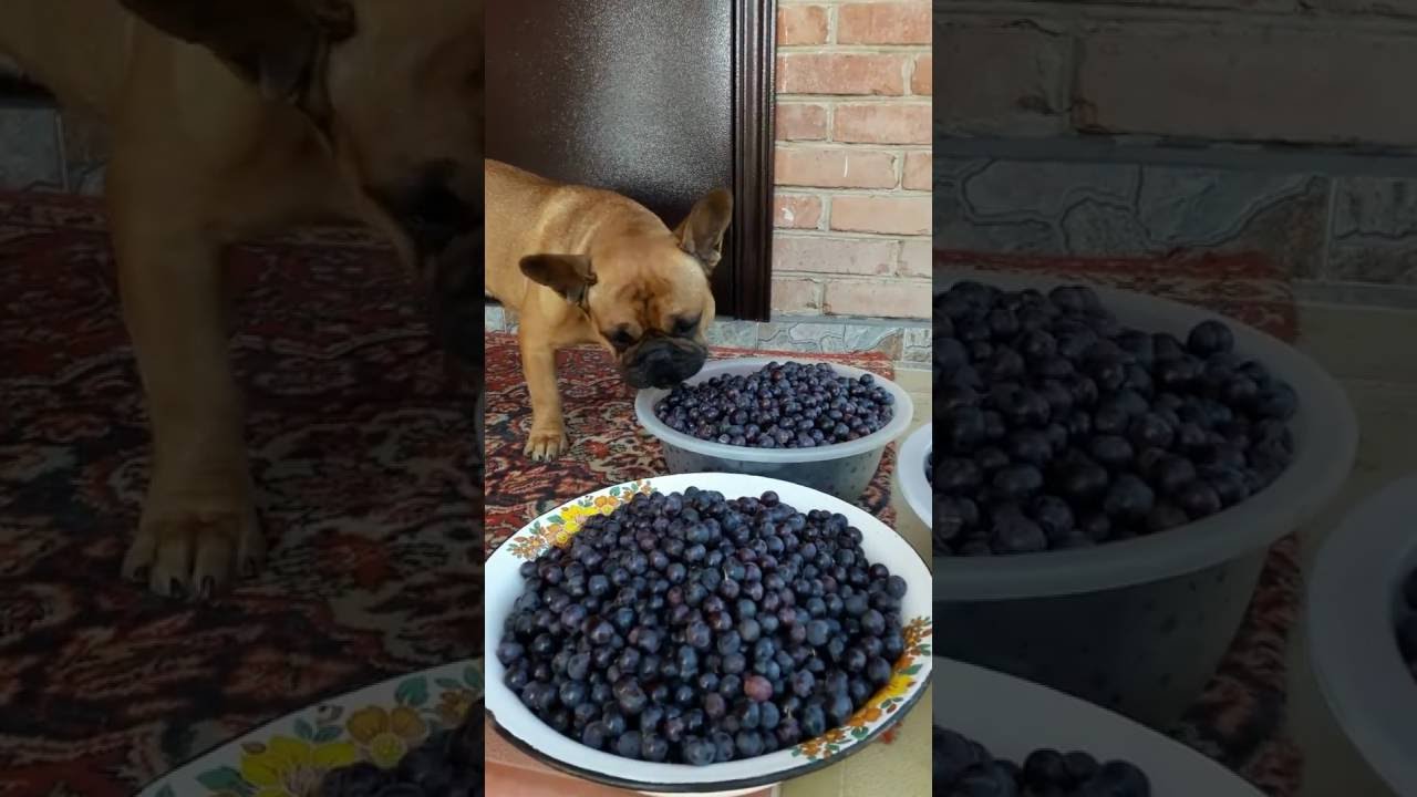 Можно ли собакам виноград
