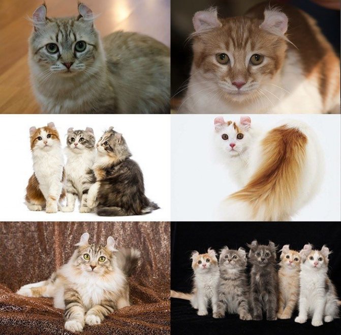 Американский Керл: кошки и коты