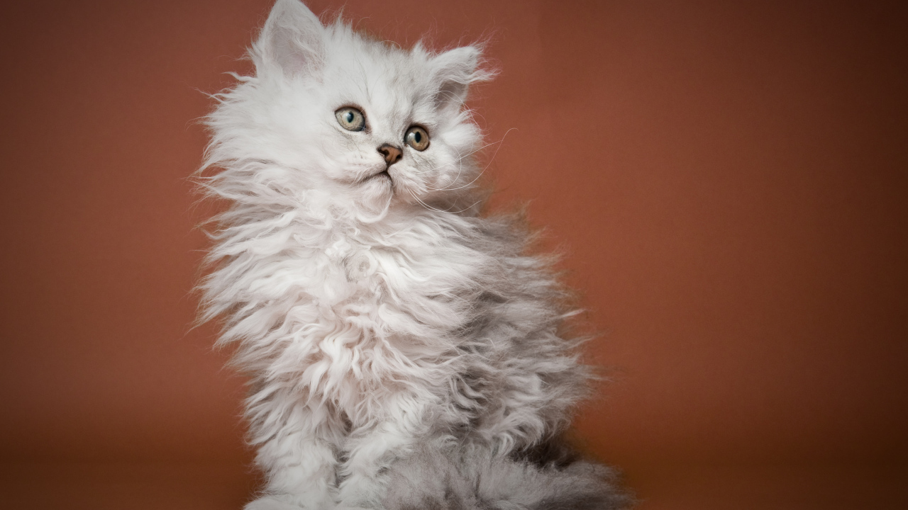Особенности внешности, характера и содержания кошек породы селкирк рекс