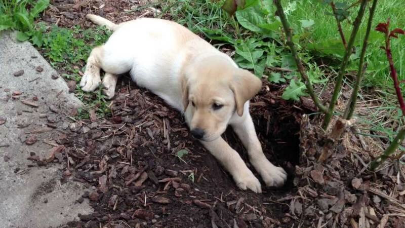 Почему собака роет ямы во дворе: что делать