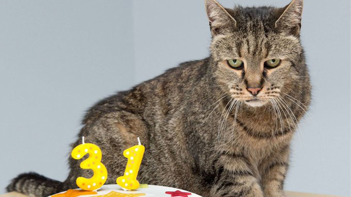 Самый старый кот и кошка: долгожители в мире