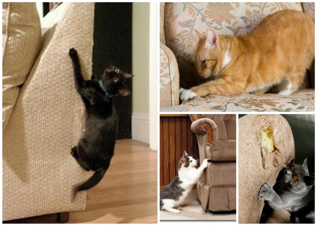 Как отучить кошку драть обои, мебель и стены