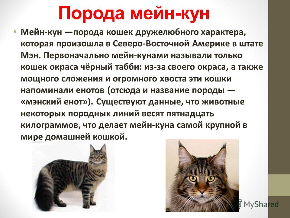 Породы кошек презентация