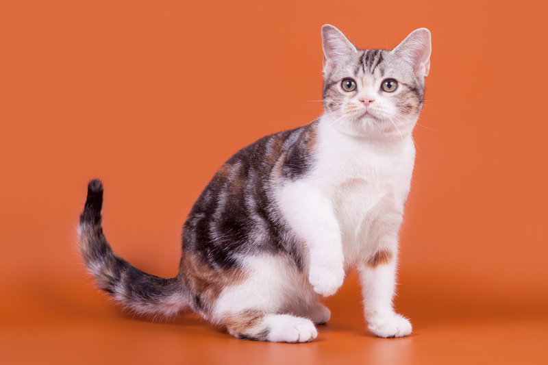 Кошка с короткой шерстью — идеальный домашний любимец