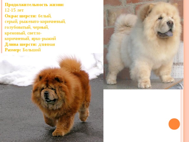 Чау-чау (порода собак): описание, характер, сколько живут