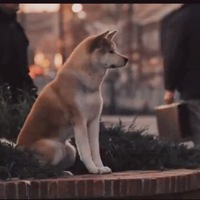Хатико: порода, как называется собака, которая снималась в фильме