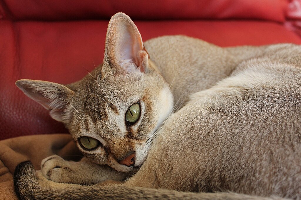 Сингапурская кошка: подробное описание породы