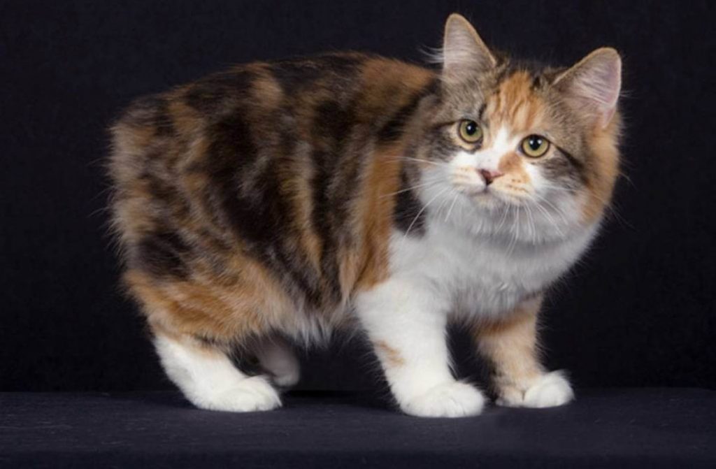 Порода кошек без хвоста: основные виды и их названия
