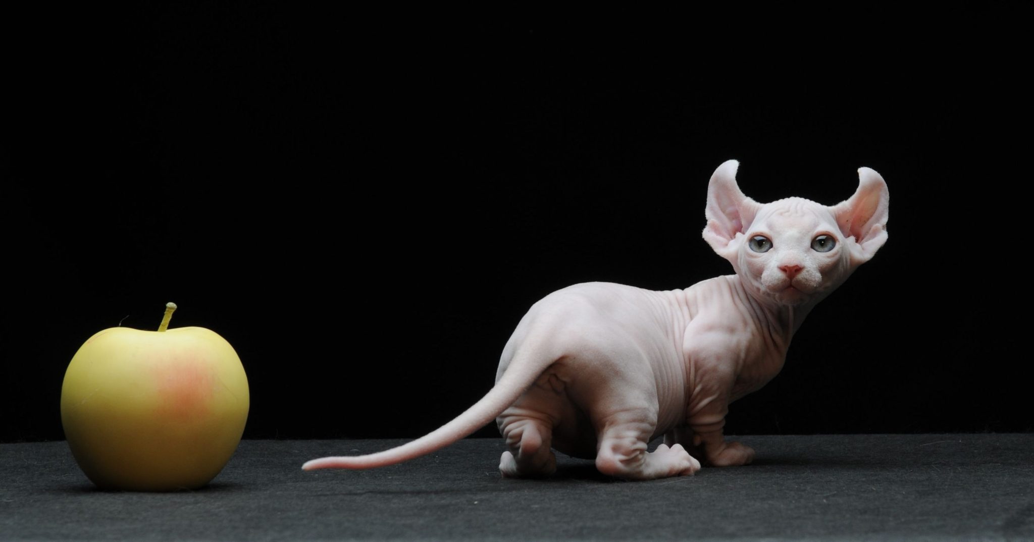 8 вечных котят: самые маленькие породы кошек
