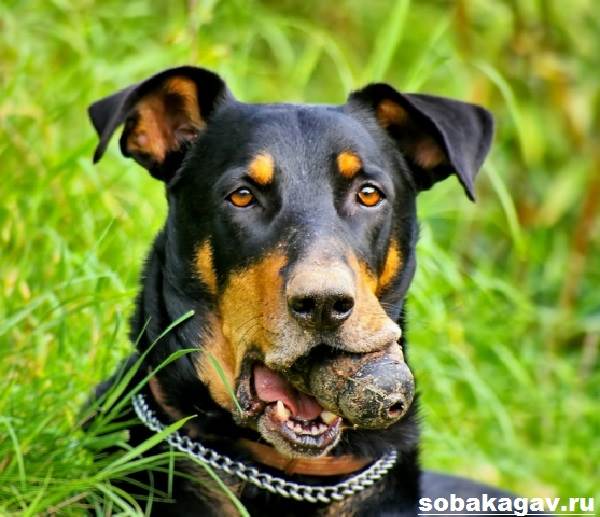 Босерон — французская пастушья собака