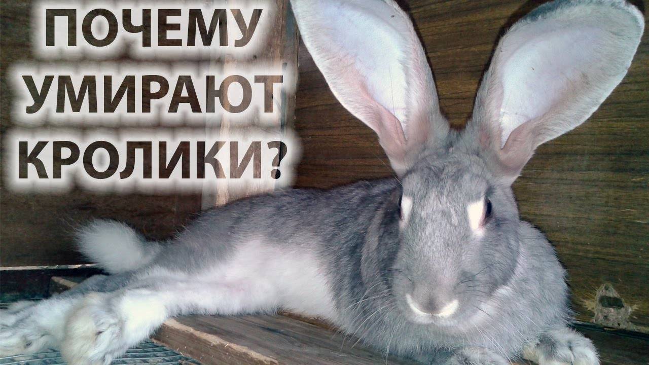 Кролик умер: почему дохнут зимой и что делать