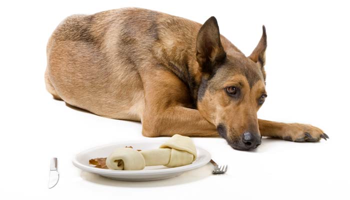 Собаку рвет: почему тошнит щенка после еды