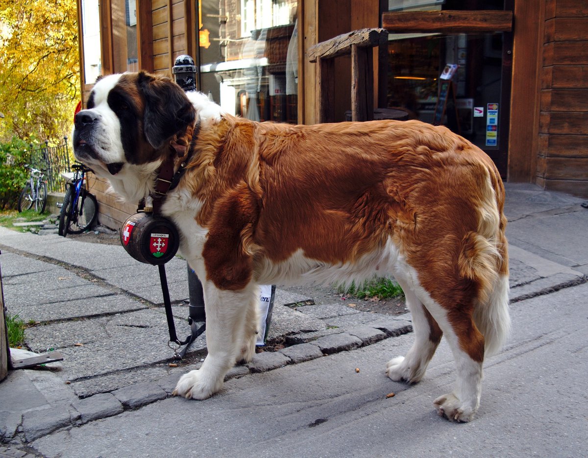 Топ-5 крупных пород собак для городской квартиры
