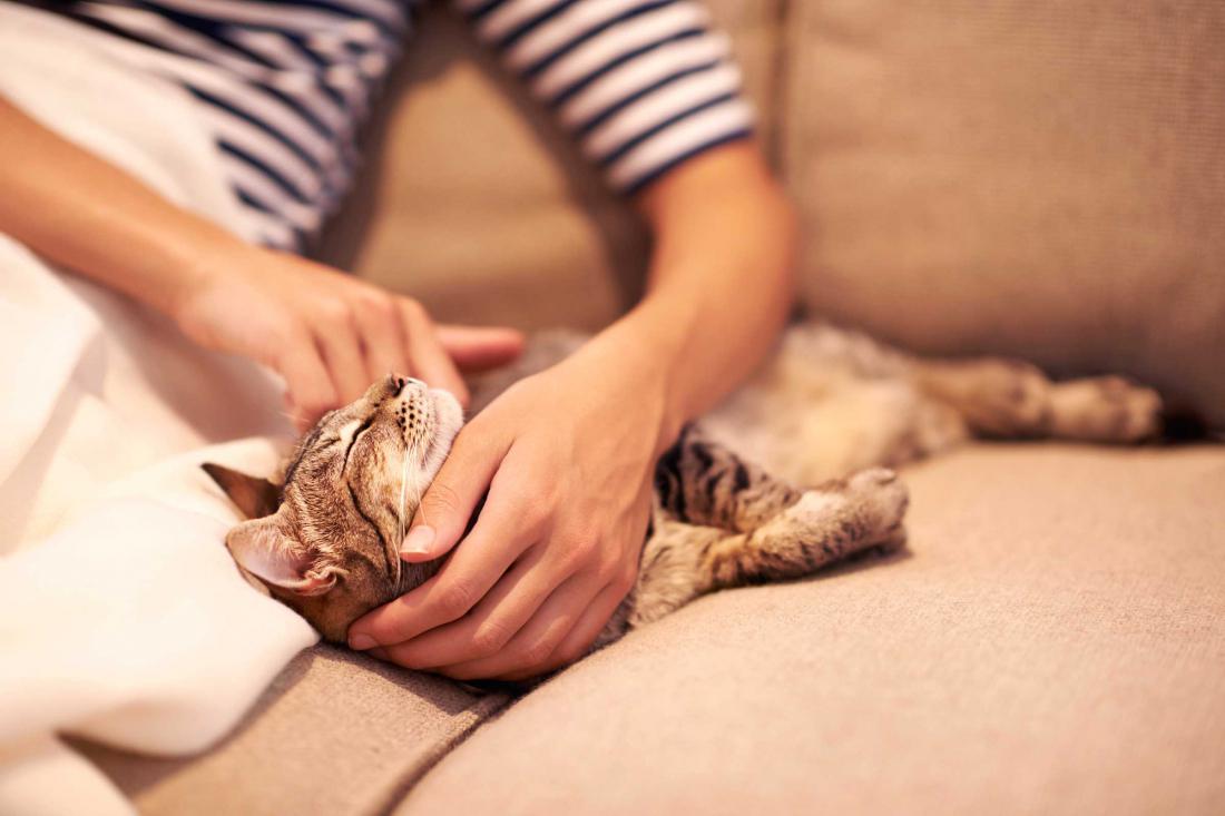 6 ошибок хозяина, которые сокращают жизнь кошки