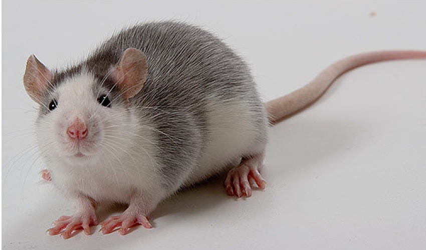 Виды домашних крыс — какие бывают расцветки