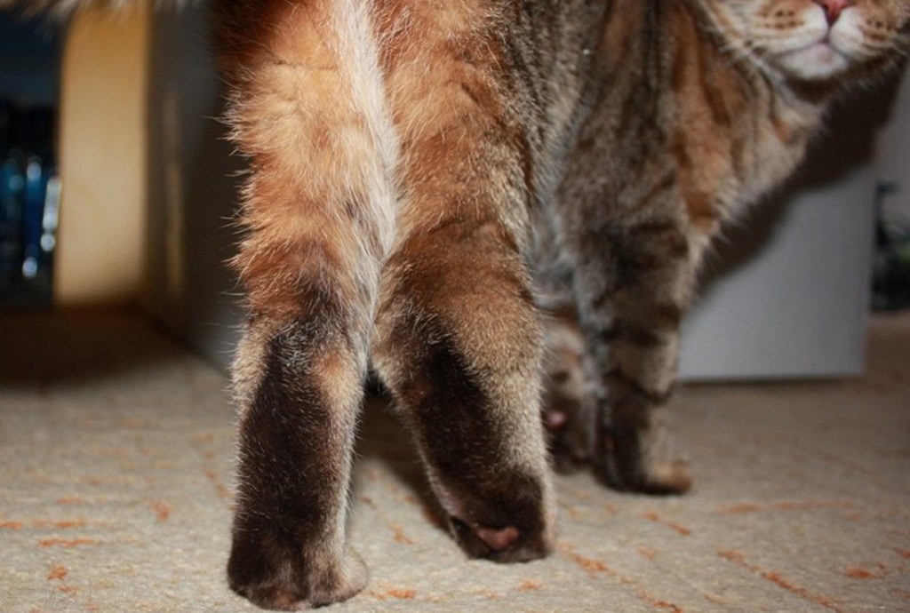 Кошка хромает на заднюю лапу без видимых повреждений